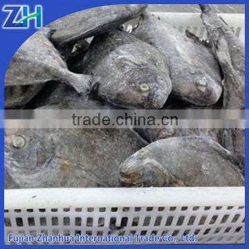 new season fresh black pomfret price