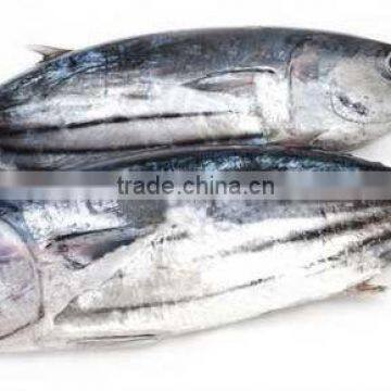 Skipjack Tuna whole round