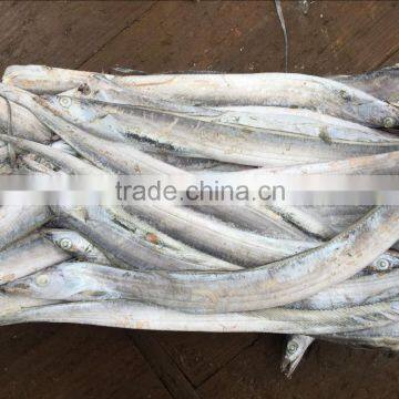 Good Quality of Frozen Ribbon Fish 120-300g photo-4