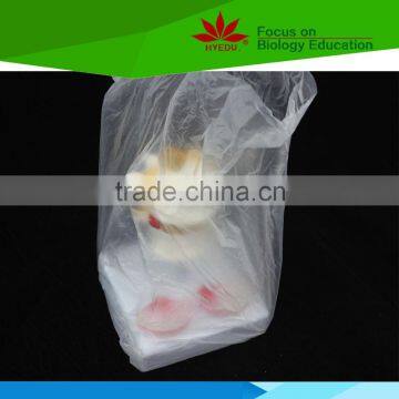 High Quality for Medical Educational Supply 2 Lumbar Vertebrae Skeleton Model With Hernia and Prolapsed Intervertebral Disc