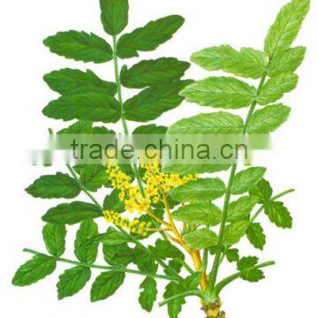 Boswellia serrata extract Powder