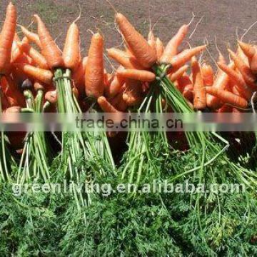 AD carrot/ dehydrated vegetable