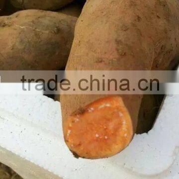 Yellow Potato