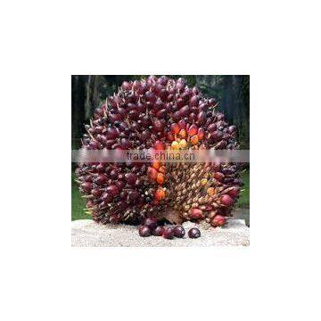 Very Good Ivory Coast Palm Oil photo-6