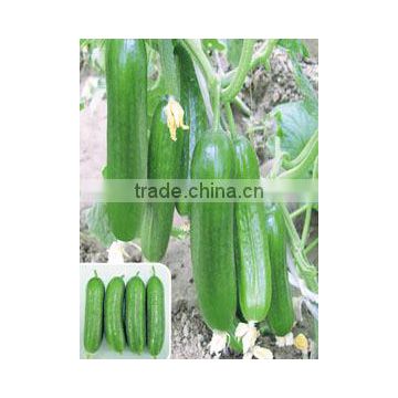 Hybrid high yield cucumber seeds for growing- Fuwa