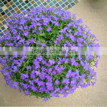 Sale chinese Lobelia erinus flower seeds lobelia Campanulaceae seeds for Growing