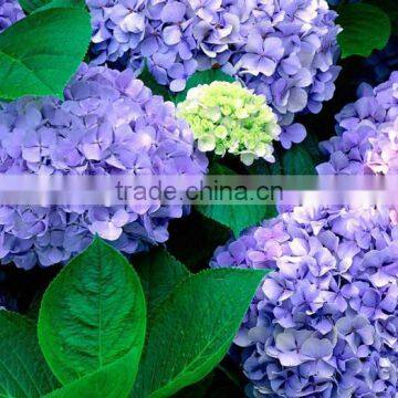 Hydrangea macrophylla