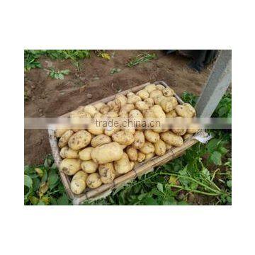 Fresh Bulk Potatoes for Sale 2016 Crop photo-4