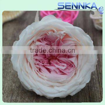 Pink Color Austin preserved rose flower dried roses preserved flower for sale