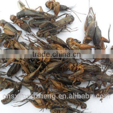 Pet Food Fish Food Freeze Dried Crickets photo-2
