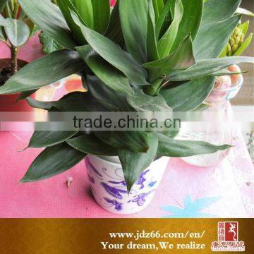 Decorative Ceramic Flower Pot photo-3
