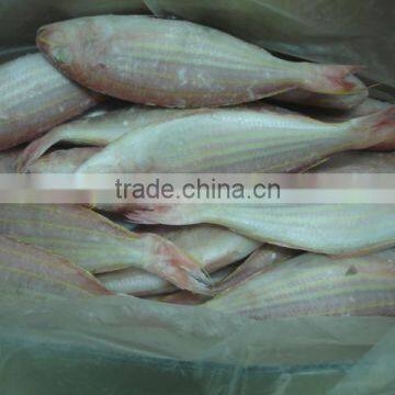 Frozen Golden Threafin Bream