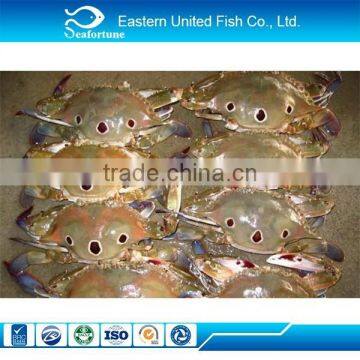 New Arrival Frozen Three Spot Crab.Portunus Sanguinolentus.Crab