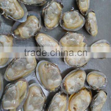 Frozen Shellfish Sea Shells Yellow Clam and Frozen Cooked Clam Meat photo-4