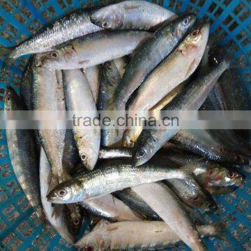 Super quality and competitive price canned fish sardine frozen sardine for canning