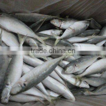 Frozen Good Horse Mackerel Round Scad photo-2