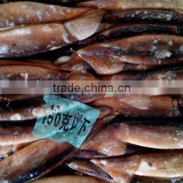 Frozen WR Illex Argentinus Squid photo-2
