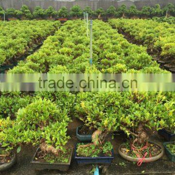 Ficus Microcarpa Bonsai Tree in 15cm,20cm, 25cm ,30cm Pot photo-4