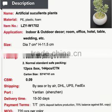 Cutest Succulent Plants Wholesale Mini Tropical Plants photo-2