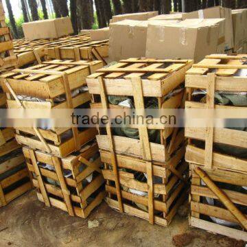 Echinocactus Grusonii in Box Packing photo-6