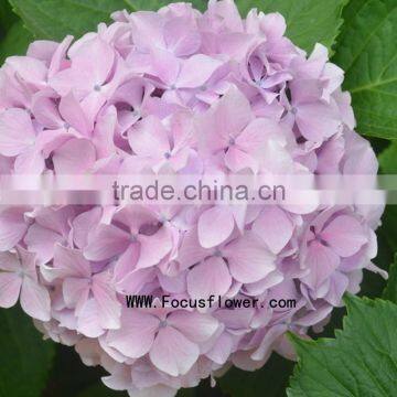 Grade A Fresh Cut Hydrangea Fresh Flower From Kunming photo-6