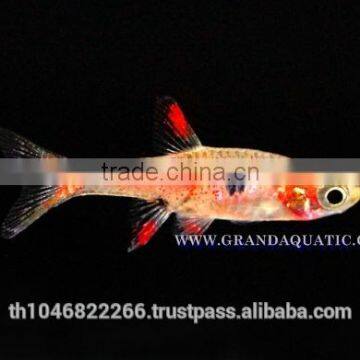 Rasbora Fish For Sale and Export
