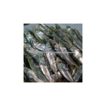 DRIED SHAD FISH WITH GOOD QUALITY