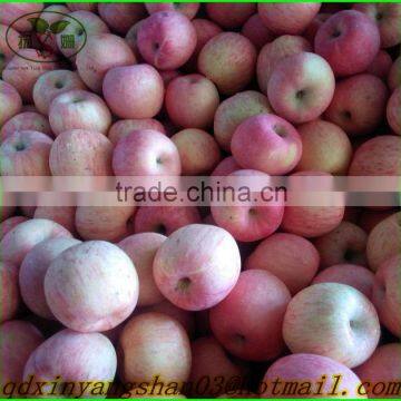 Fuji Apple Processing Factory/fresh Apple photo-3