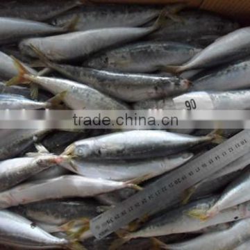 Sizes 90 pcs / 10 kg ctn slender mackerel frozen Decapterus spp