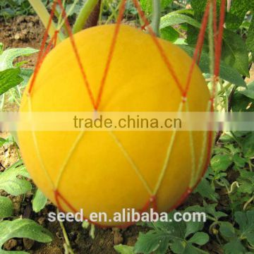 YELLOW ROSE 1 chinese yellow seedless watermelon seeds