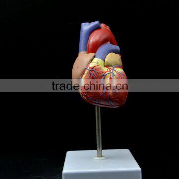 Polyresin Heart Anatomical Model Statue For Sale