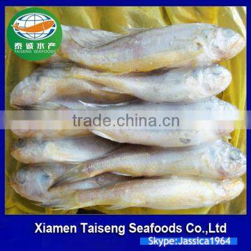 Frozen Yellow Croaker Export to USA photo-3