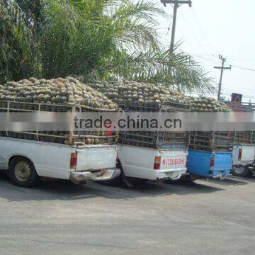 Canned Pineapple photo-6