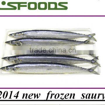 2014 new coming Frozen pacific saury from China