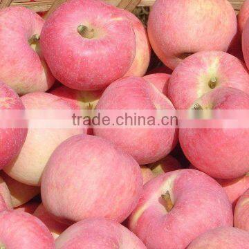 Qinguan Apple in Shanxi,CHINA