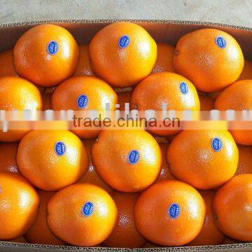 navel orange