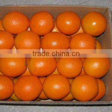 Navel orange