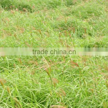 Animal feeding grass hay, dry hay bale, cattle feed hay, hay for animal, grass hay