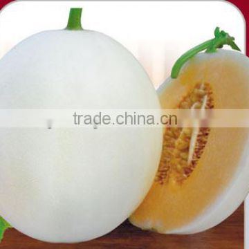 Hybrid F1 White Peel Orange Red Flesh Sweet Melon Seeds For Growing Adapted To All Kinds of Planting Ways-Red Rose F1