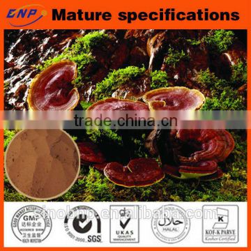 ISO Certificated Dried Reishi Mushroom