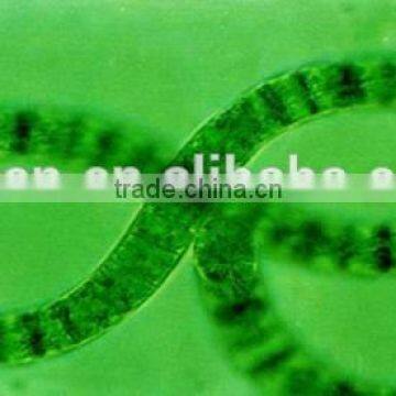 Spirulina Platensis Tablets photo-6