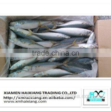 Frozen pacific mackerel fish supplier from China