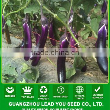 E01 Purple angel f1 hybrid purple long eggplant seeds, 33cm in length, 300Grams in weight