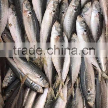 BQF Frozen Horse Mackerel/round Scad photo-4
