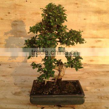S Shape Small Indoor Bonsai Carmona Bonsai Tree (Fukien Tea) photo-3
