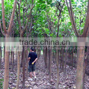 Ficus Religiosa grower and exporter