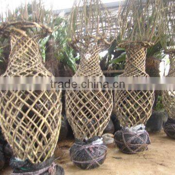 Lagerstroemia Indica Bottle Shape Cage Shape Trees Loading Container photo-3
