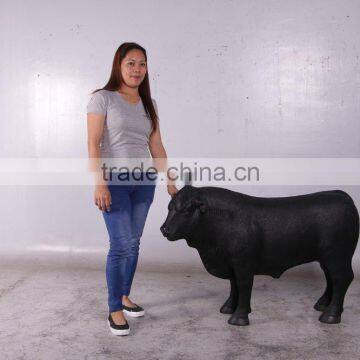 Definitive Angus Looking Left photo-6