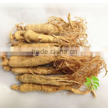 Good quality White panax ginseng, jilin ginseng