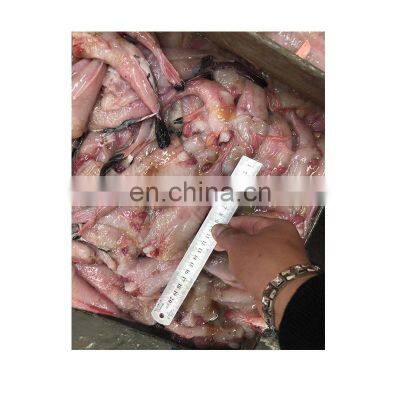 New Arriving Monkfish Tail for Human Consumption photo-2